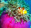 gorgeous anemone colors-redang